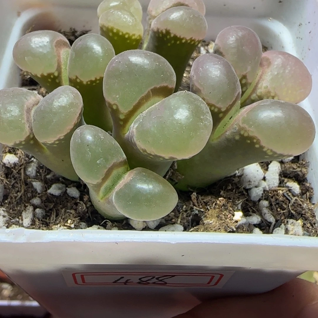 漂漂亮亮多肉植物888