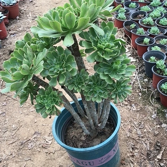 无***欢绿法师多肉植物多肉43