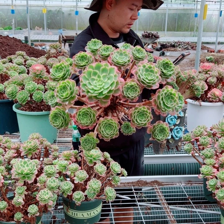 二加伦海王多肉法师