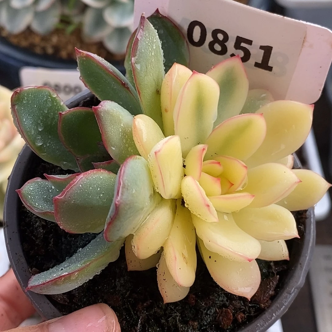 851阴阳哈哈哈哈哈哈哈