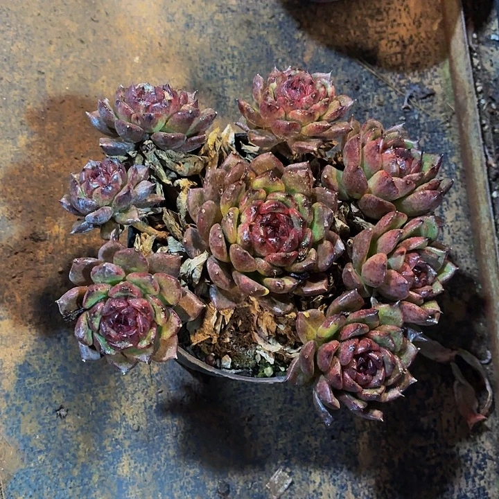 1***6丽娟花卉黑水晶石化多头老桩