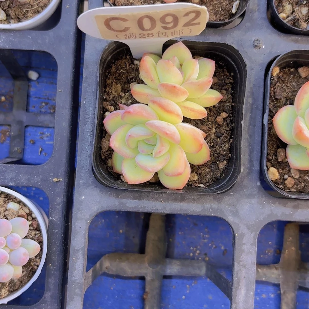 C092泡芙一物一拍