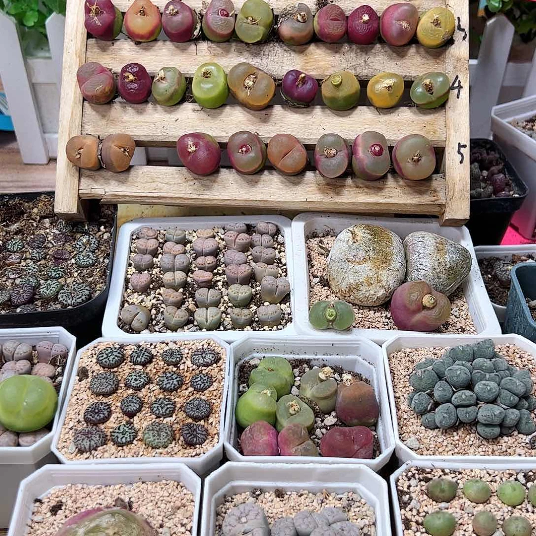 ?****?O泡……………………………………