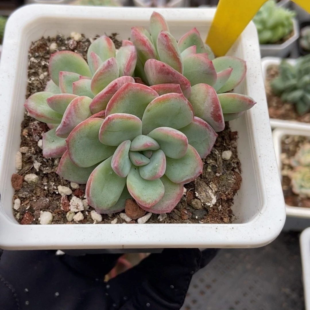 6114泡芙多肉植物多肉