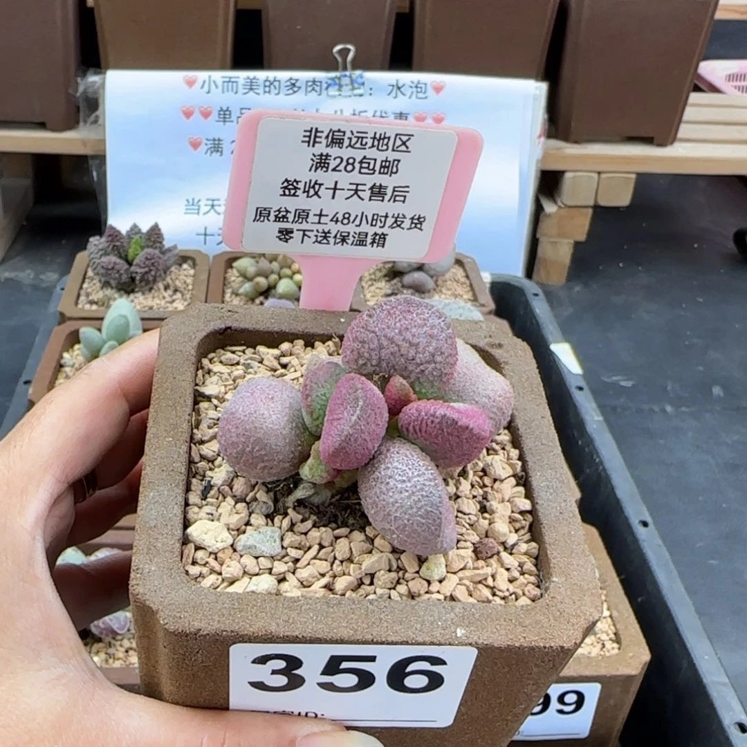 356赛猪肝多肉植物