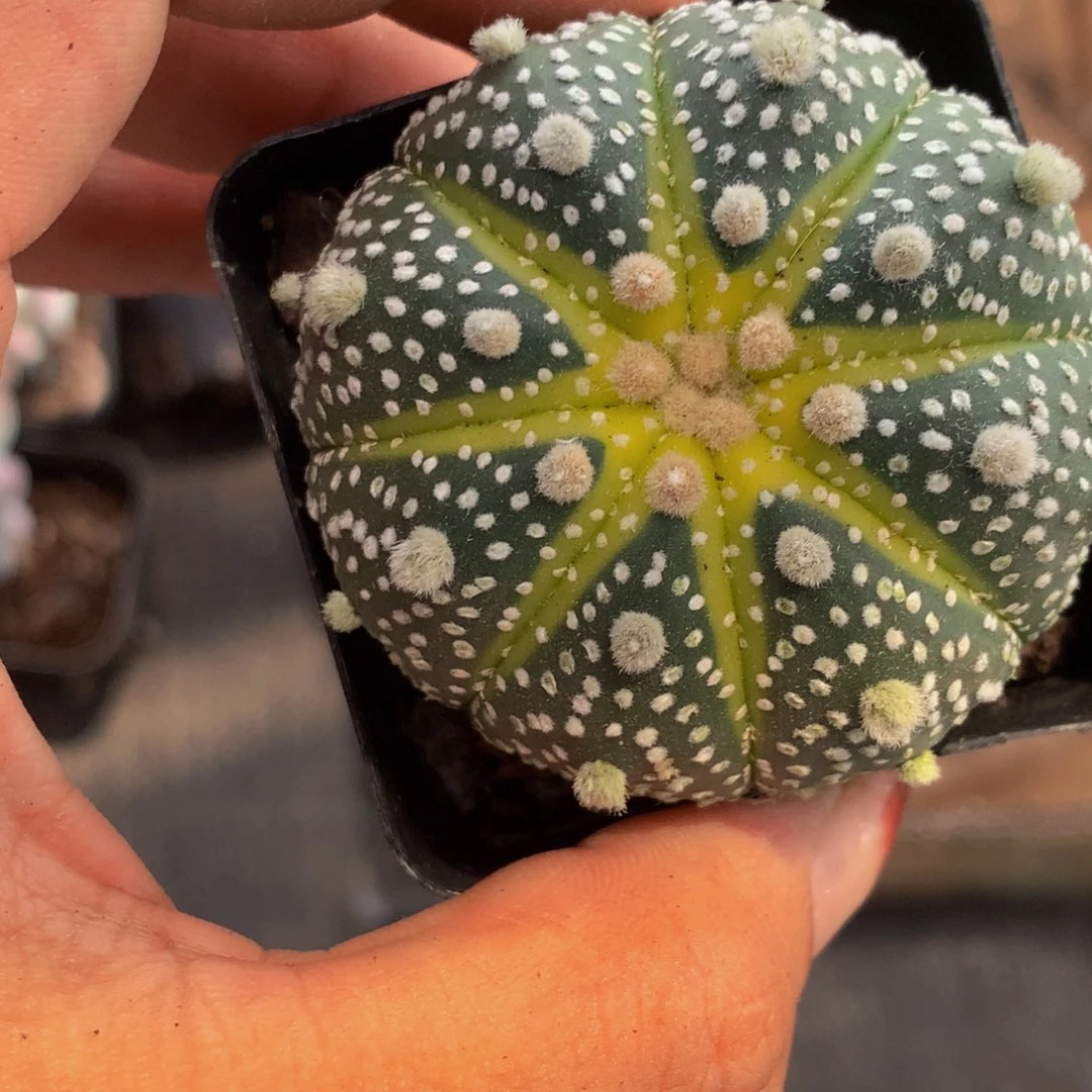 星球一物一拍 粉玫瑰 斑马