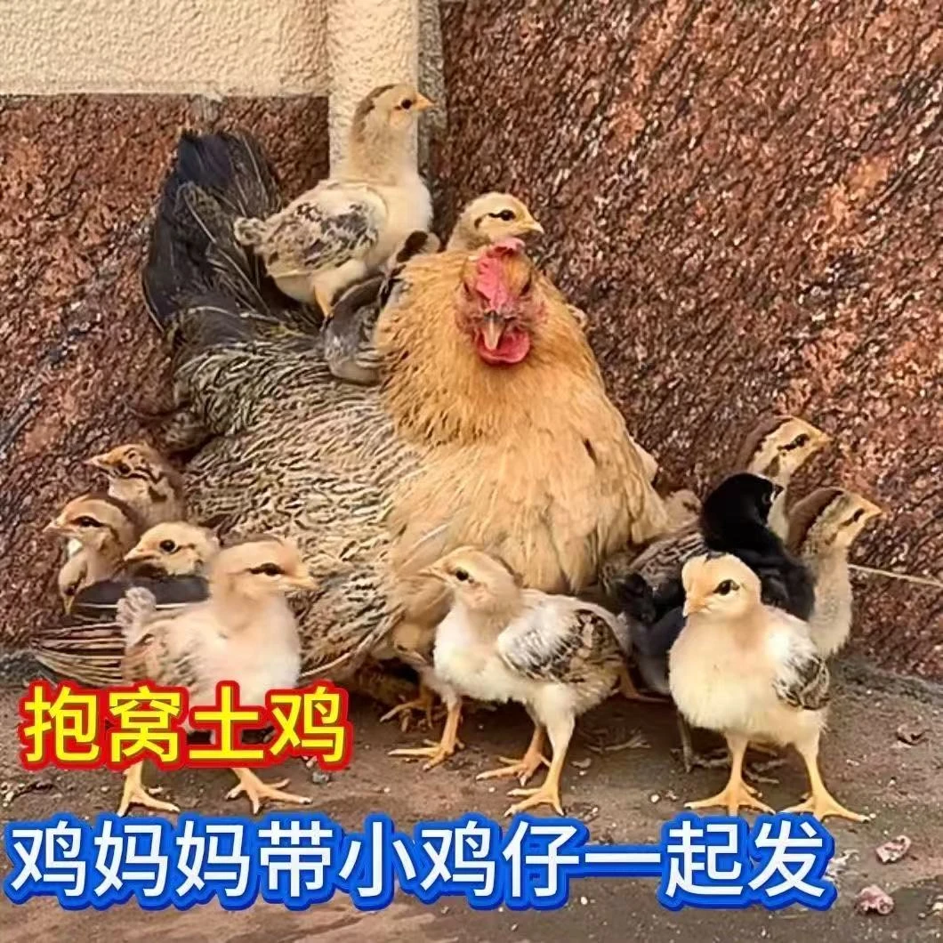 《抱窝鸡+鸡仔》超萌可爱宠物鸡抱窝母鸡带小鸡发货