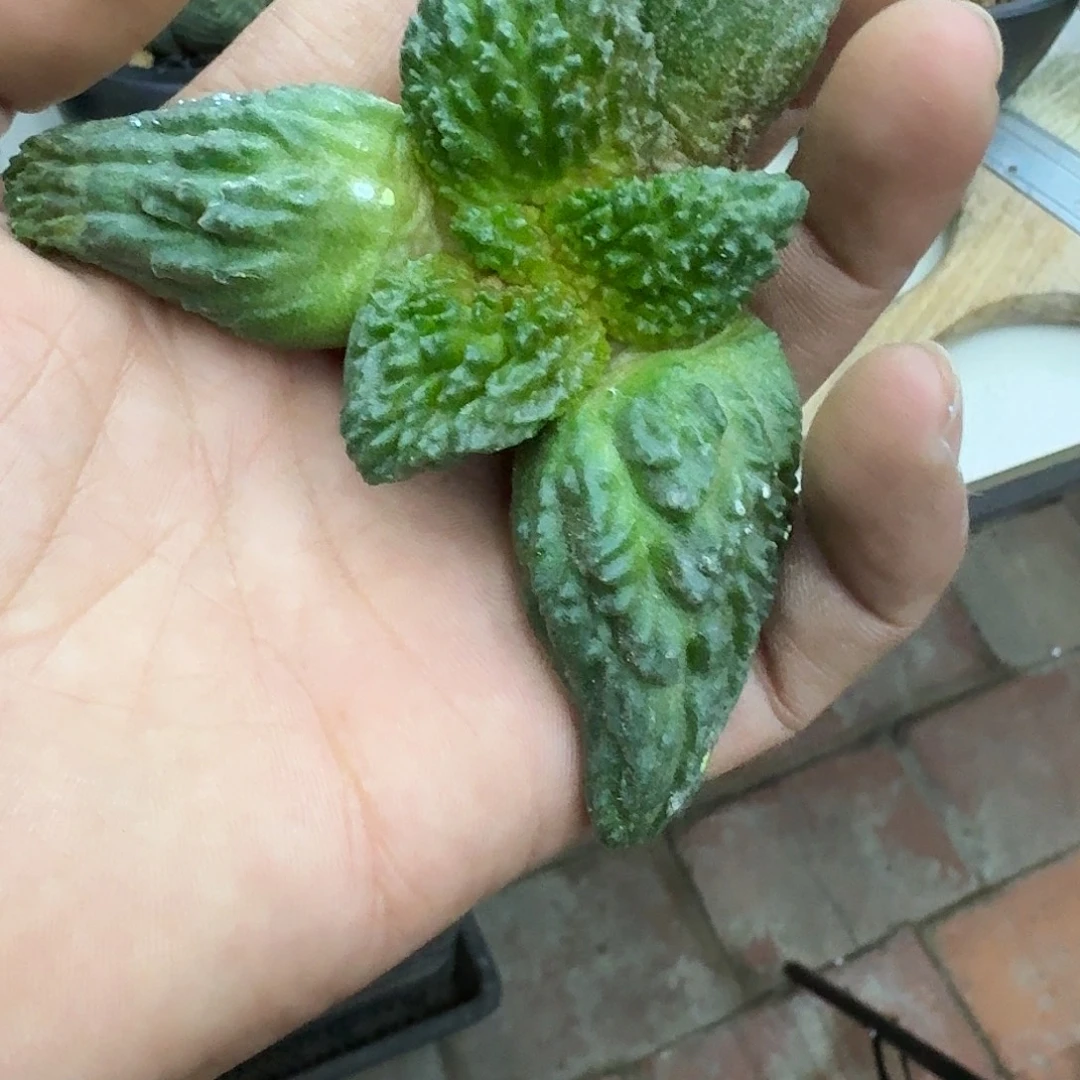 A***C福袋哥斯拉仙人球