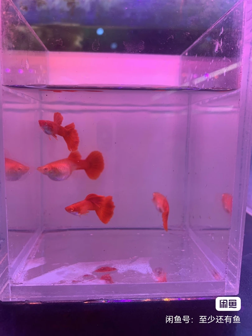 血红孔雀鱼，颜色艳丽，红的发紫，值得购买。