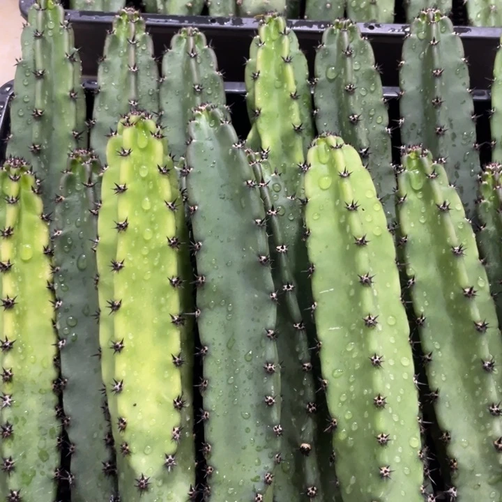 黑刺袖铺实生一代侧芽