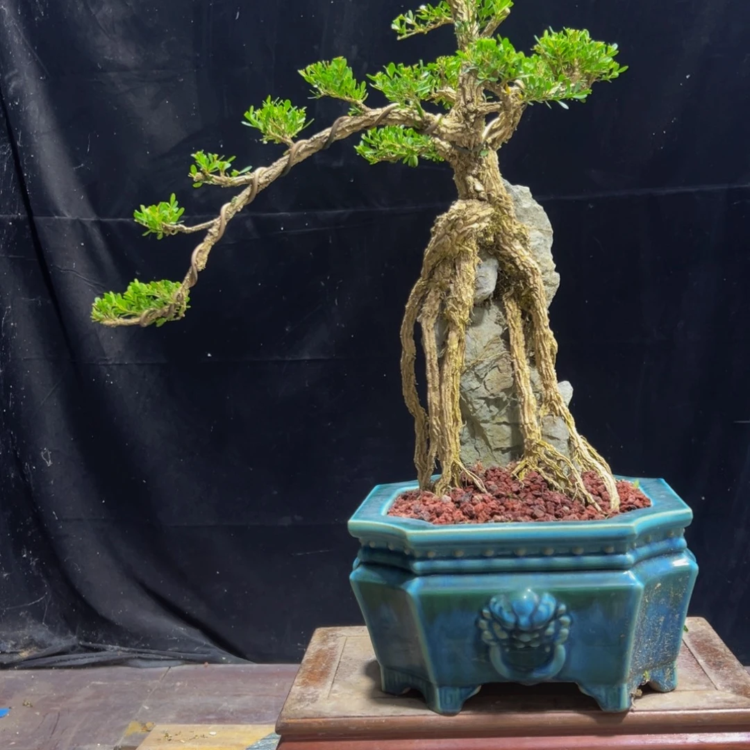 无花朵广东黄杨四季常青