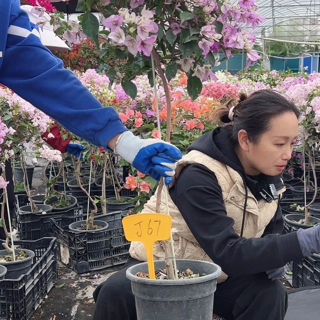 婕***芙大部分花苞少量开放J67雪紫