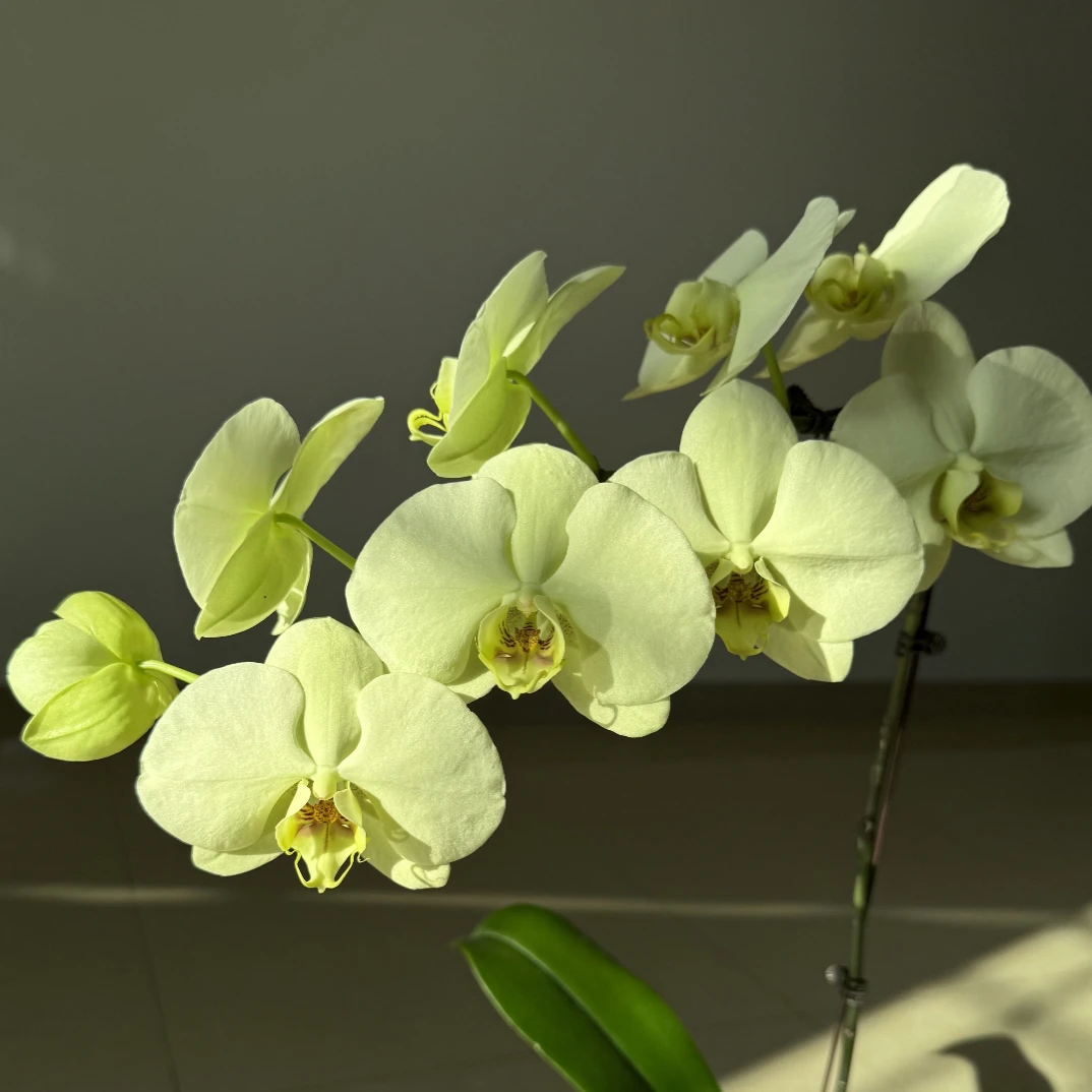 蝴蝶兰 绿地球3.0寸杯带花带花苞