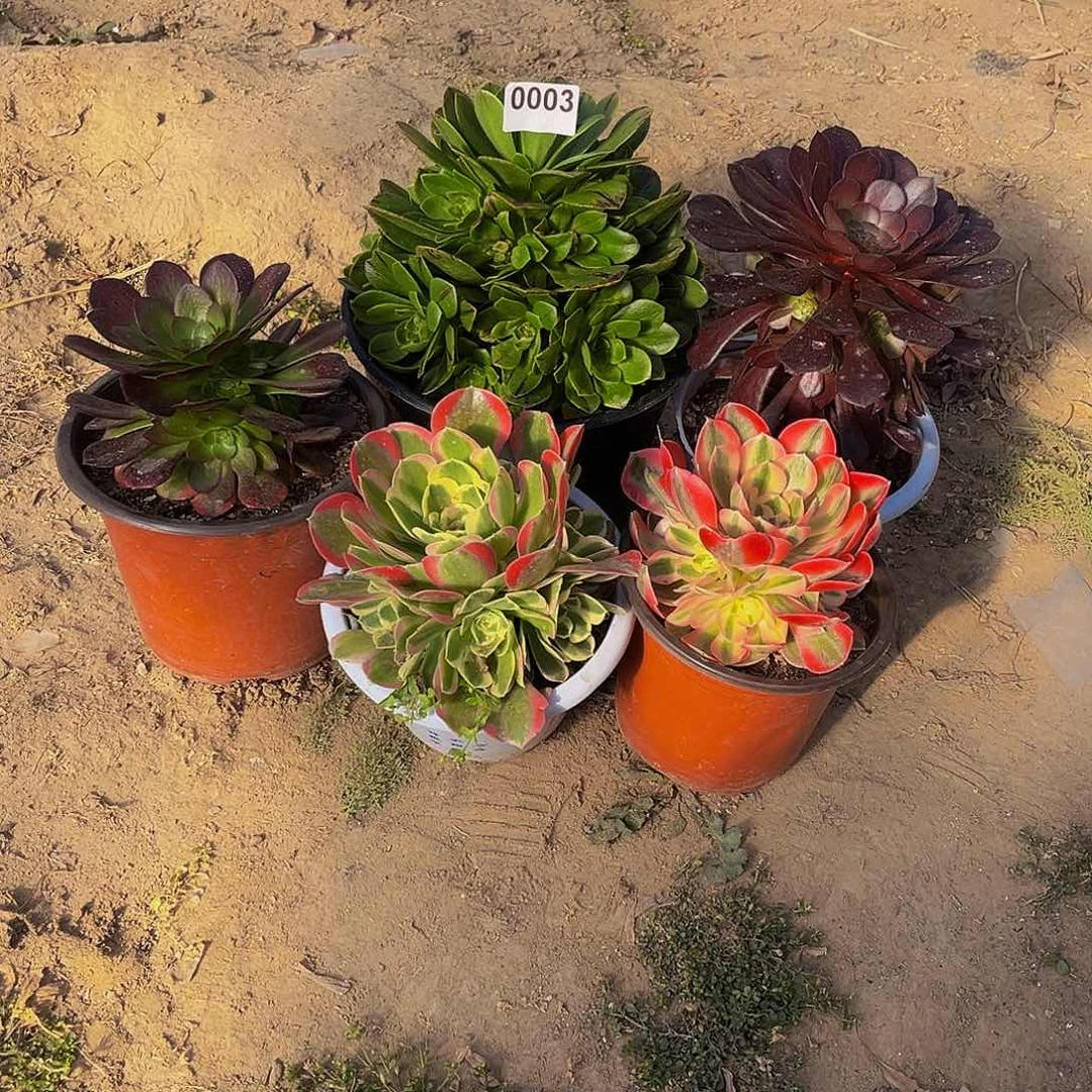 彩*多肉植物一物一拍0003