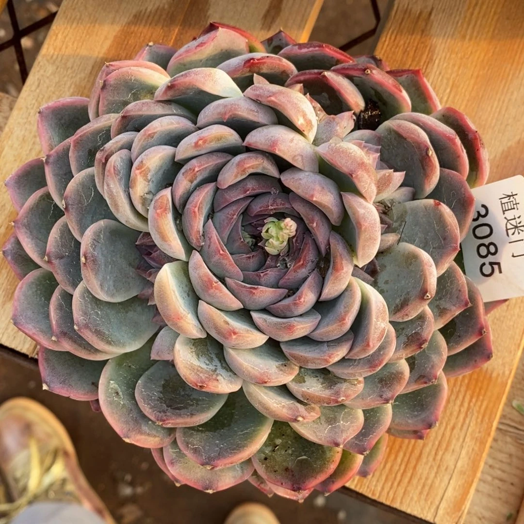 陆*子女神节快乐3085