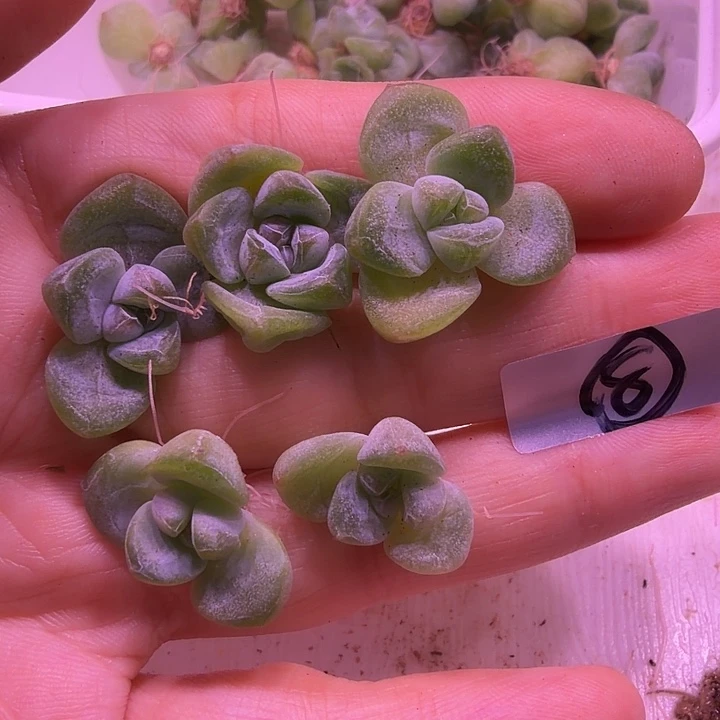 糖心暗纹翡翠冰玉5颗一组，8号