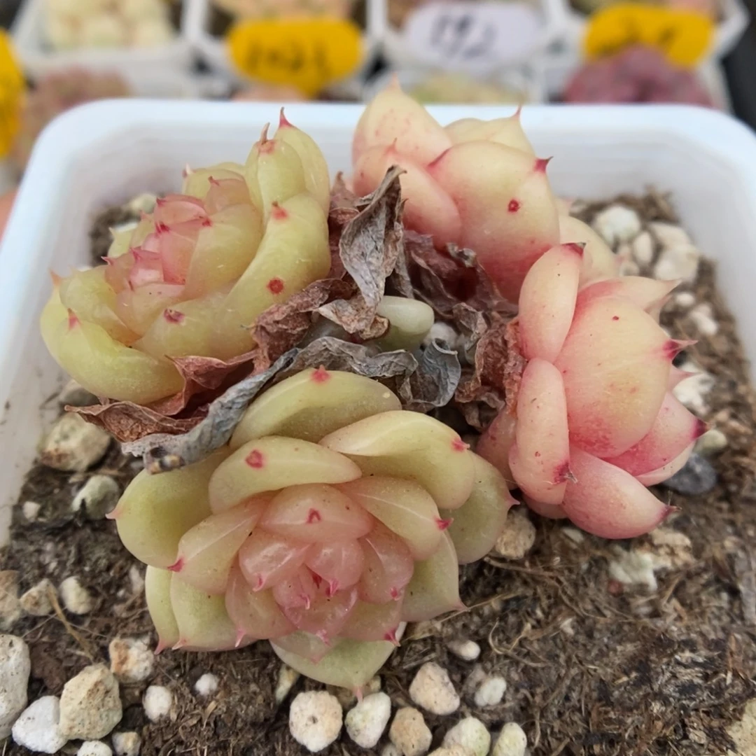 玉芷珍妮群生5263号