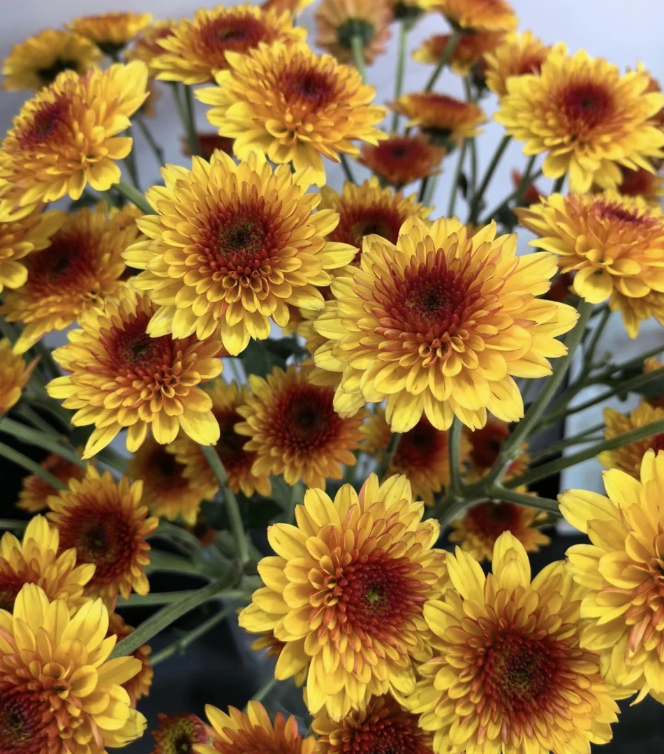 布鲁诺黄多头小菊10支 +送鲜花保鲜剂