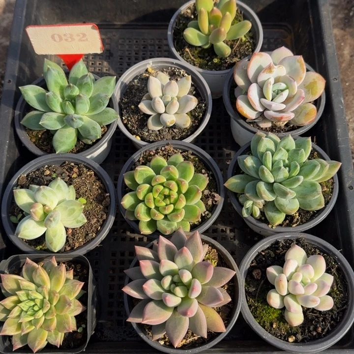 032多肉植物一物一拍