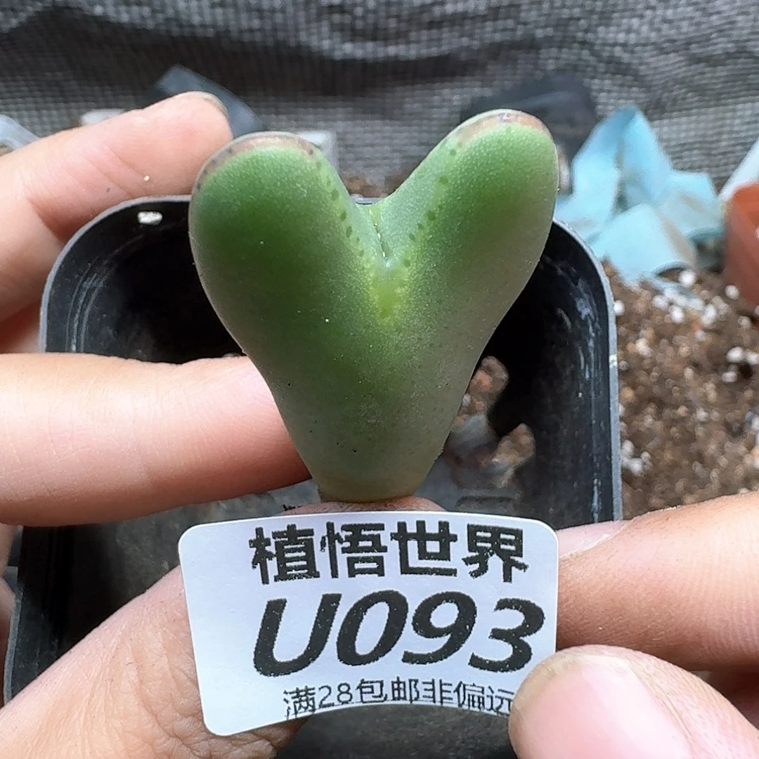 多肉植物的润泽rgb