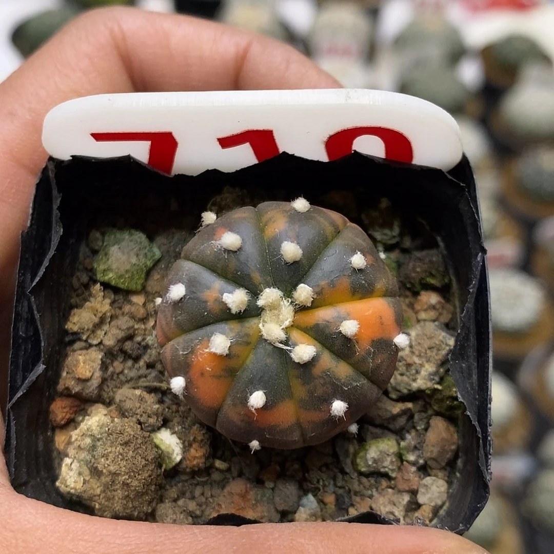 710福利特价来了哦耶