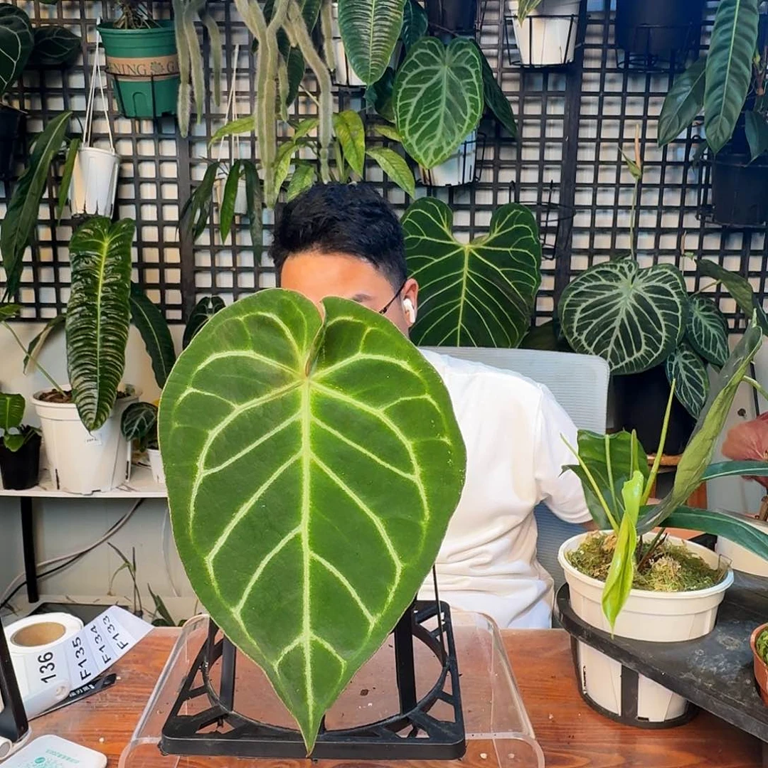 无花朵王****K一物一拍F133
