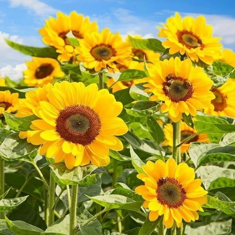 多头向日葵种子观赏四季种开花庭院室内阳台盆栽太阳花花卉种籽庭