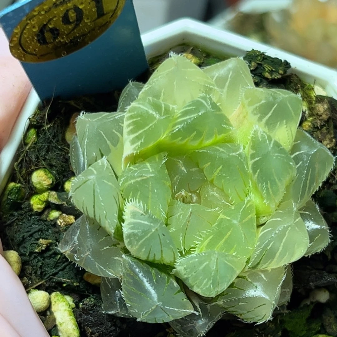 恭喜发财大吉大利691