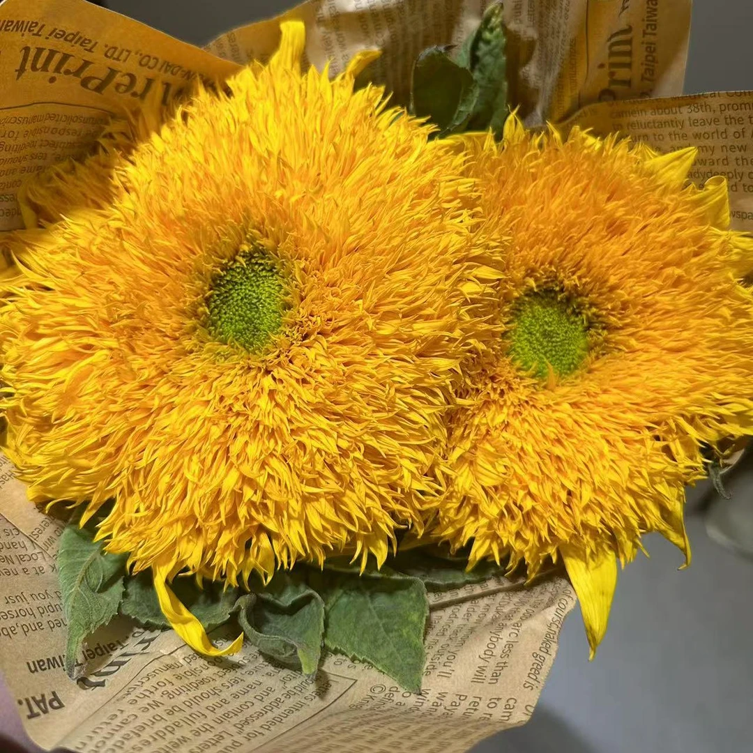 梵高油画同款泰迪向日葵云南冷链发鲜切花居家水养花束教师节送礼