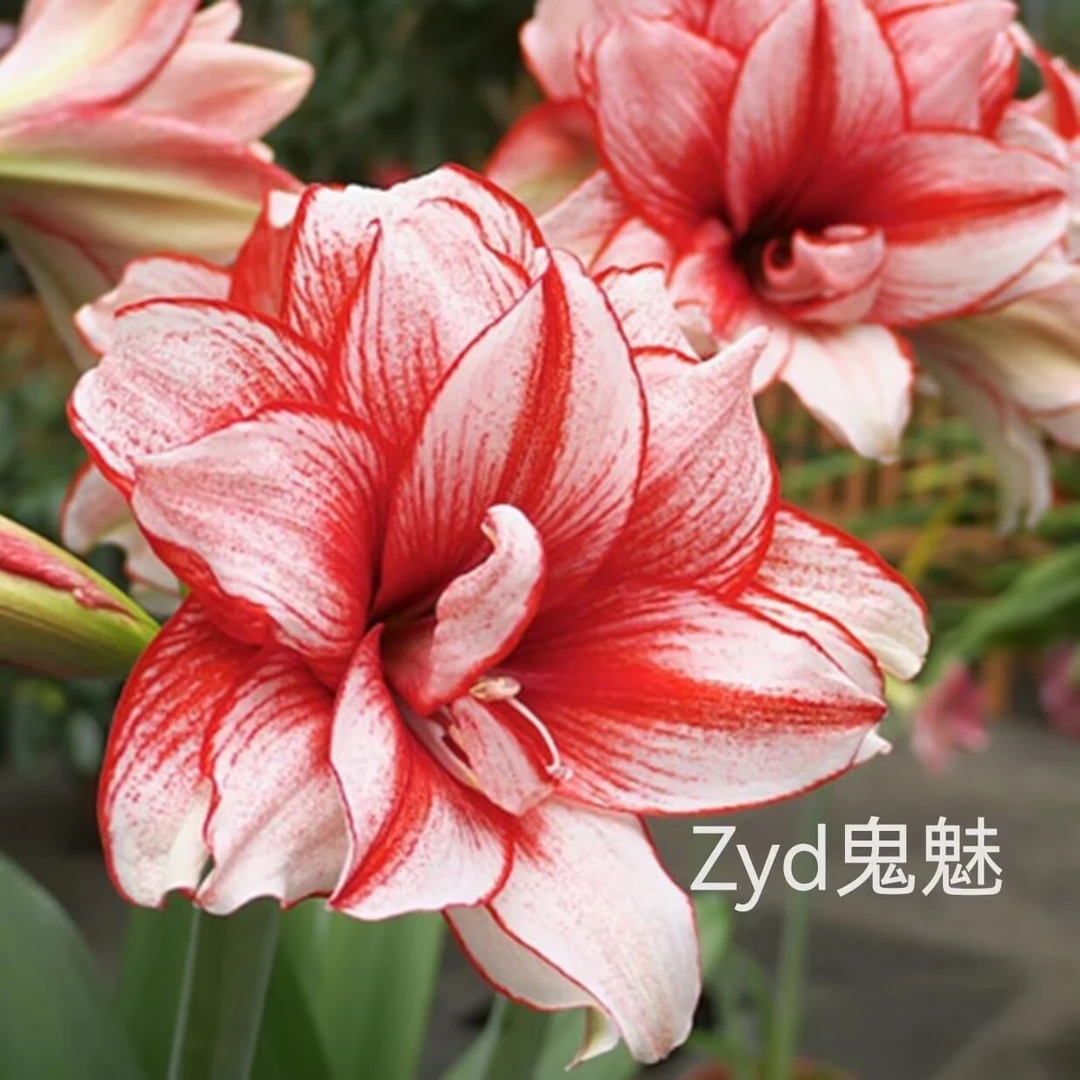 鬼魅】朱顶红种球