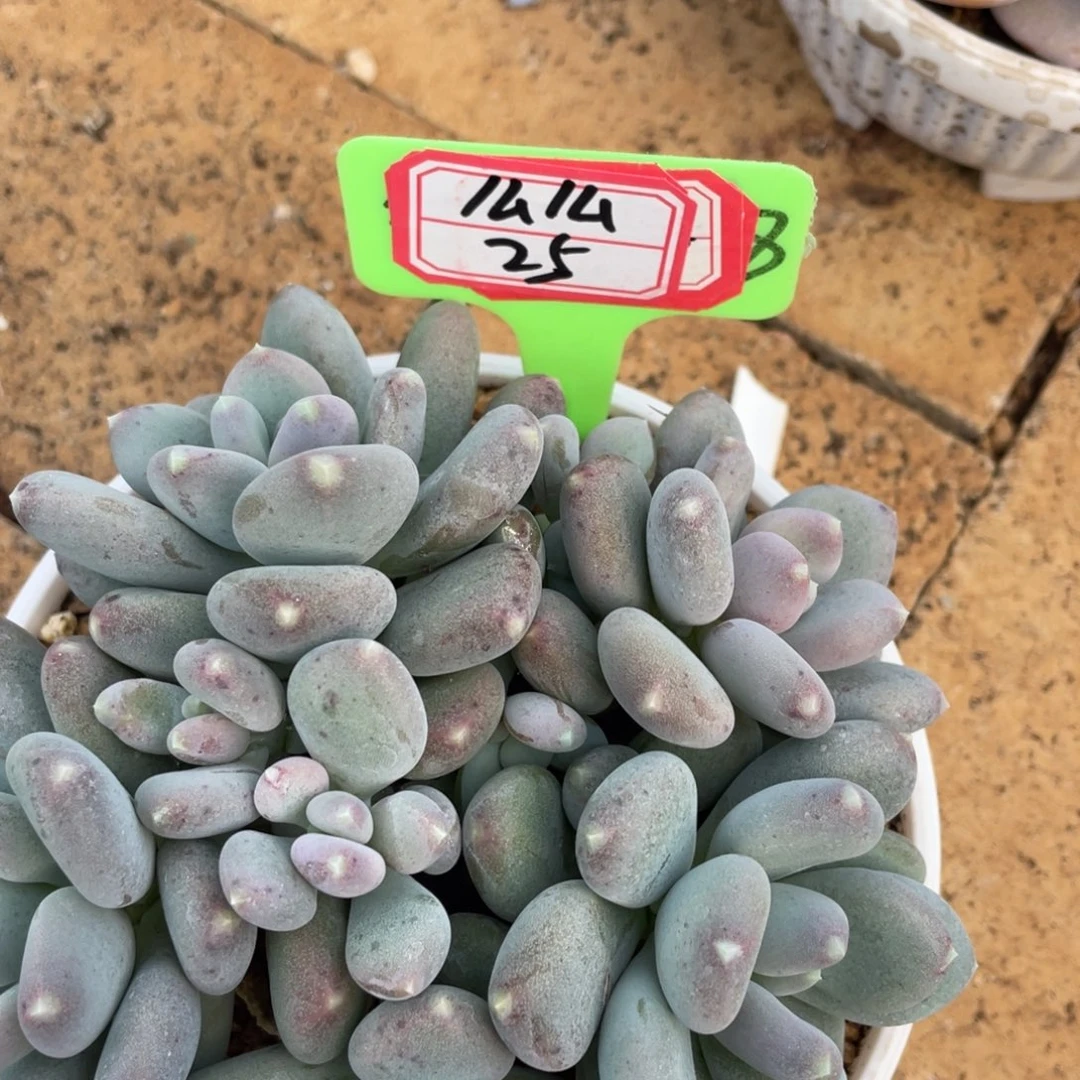 么***龙姐姐我在挑战我行走第三十25