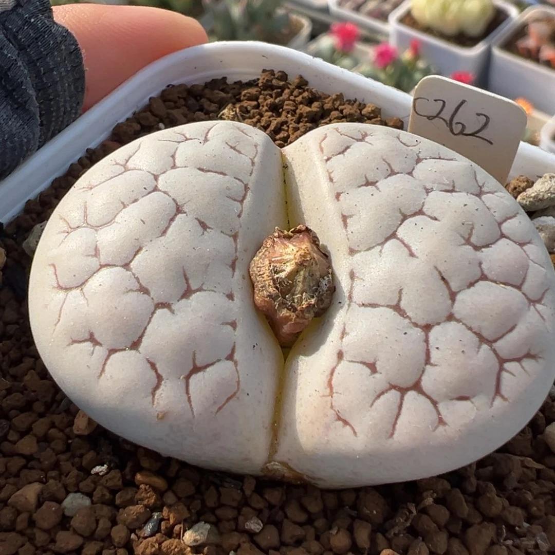 175多肉植物种类多样