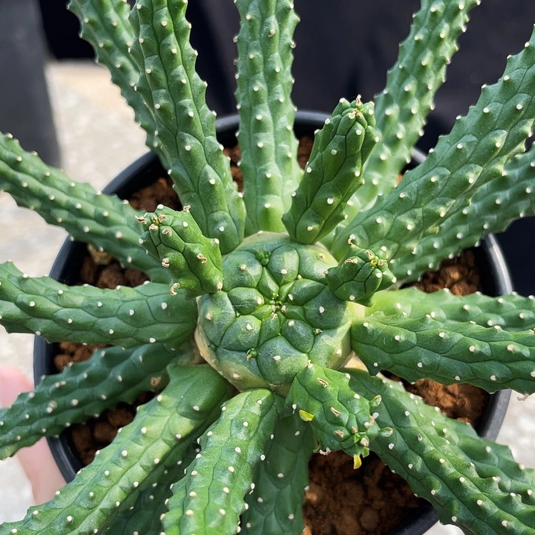 九头龙6666666666666