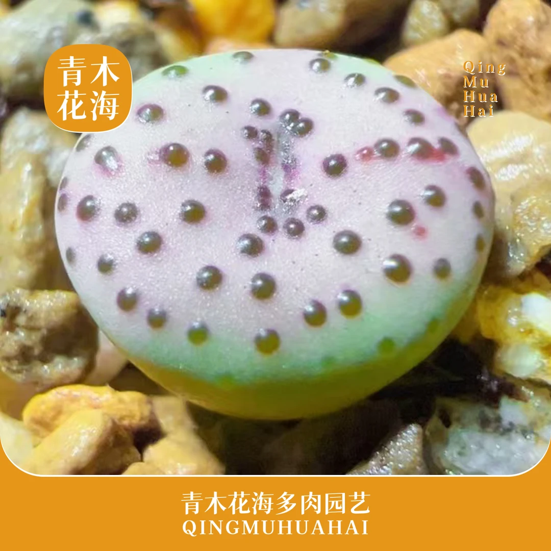 青木花海火龙果安贞肉锥精品斑点品种番杏科阳台多肉植物好养易活