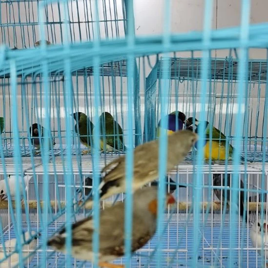 文鸟特价断尾灰珍珠一对