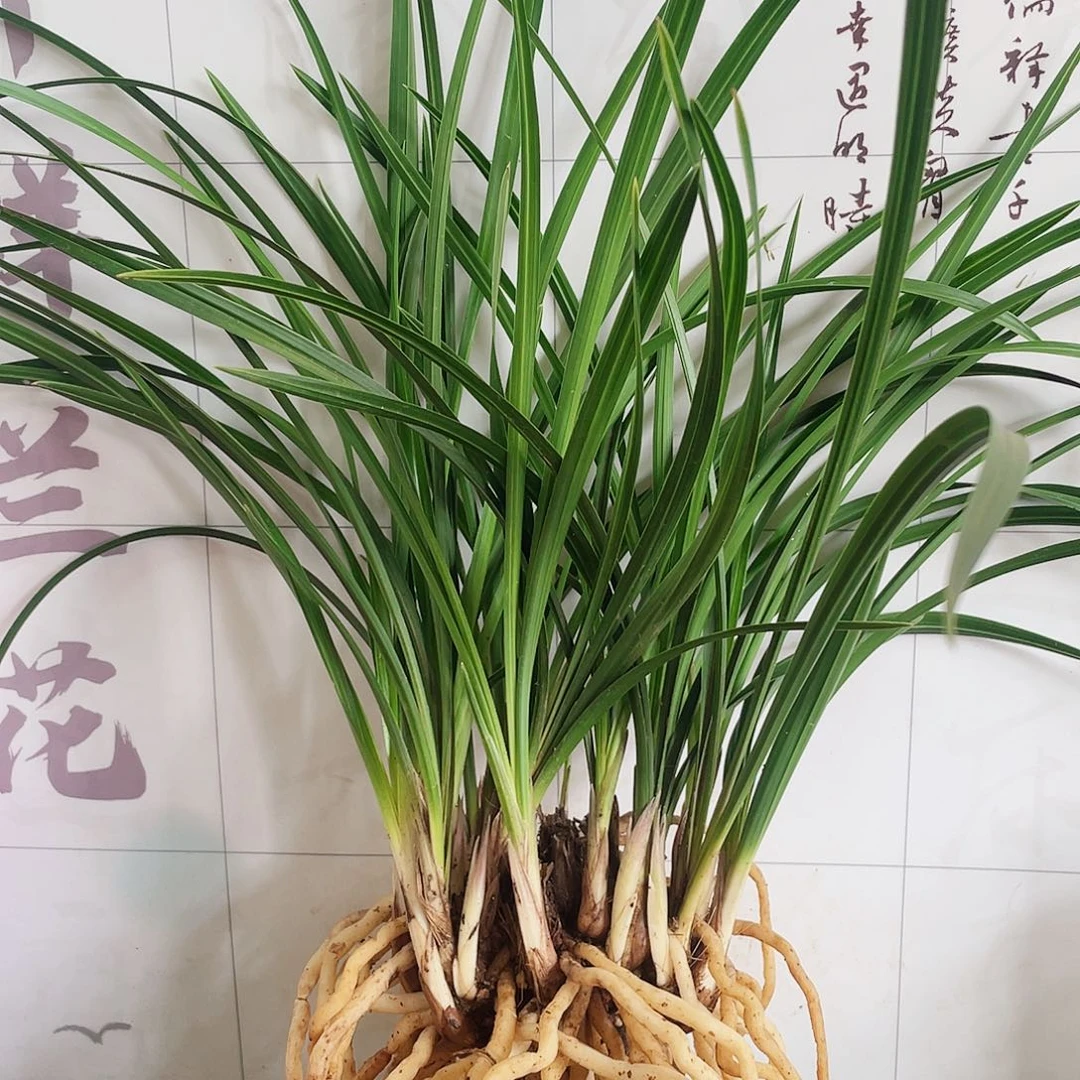 金***泉完全开放兰花兰花