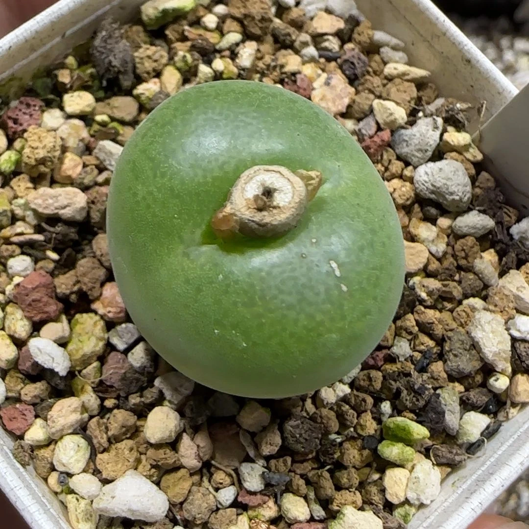 1.2。     翠光。   2024