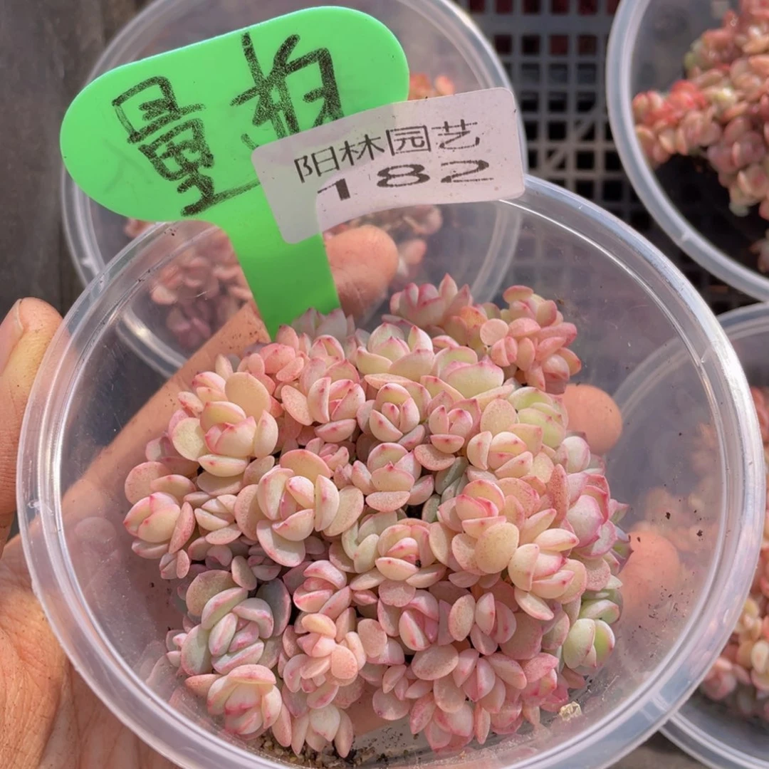量拍多肉植物多肉植物182