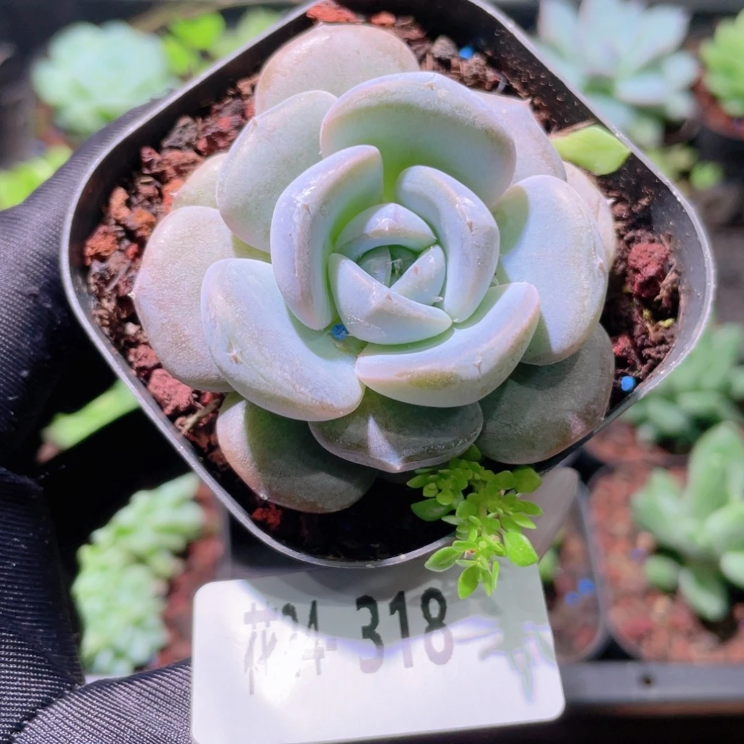 花利美24-318新品