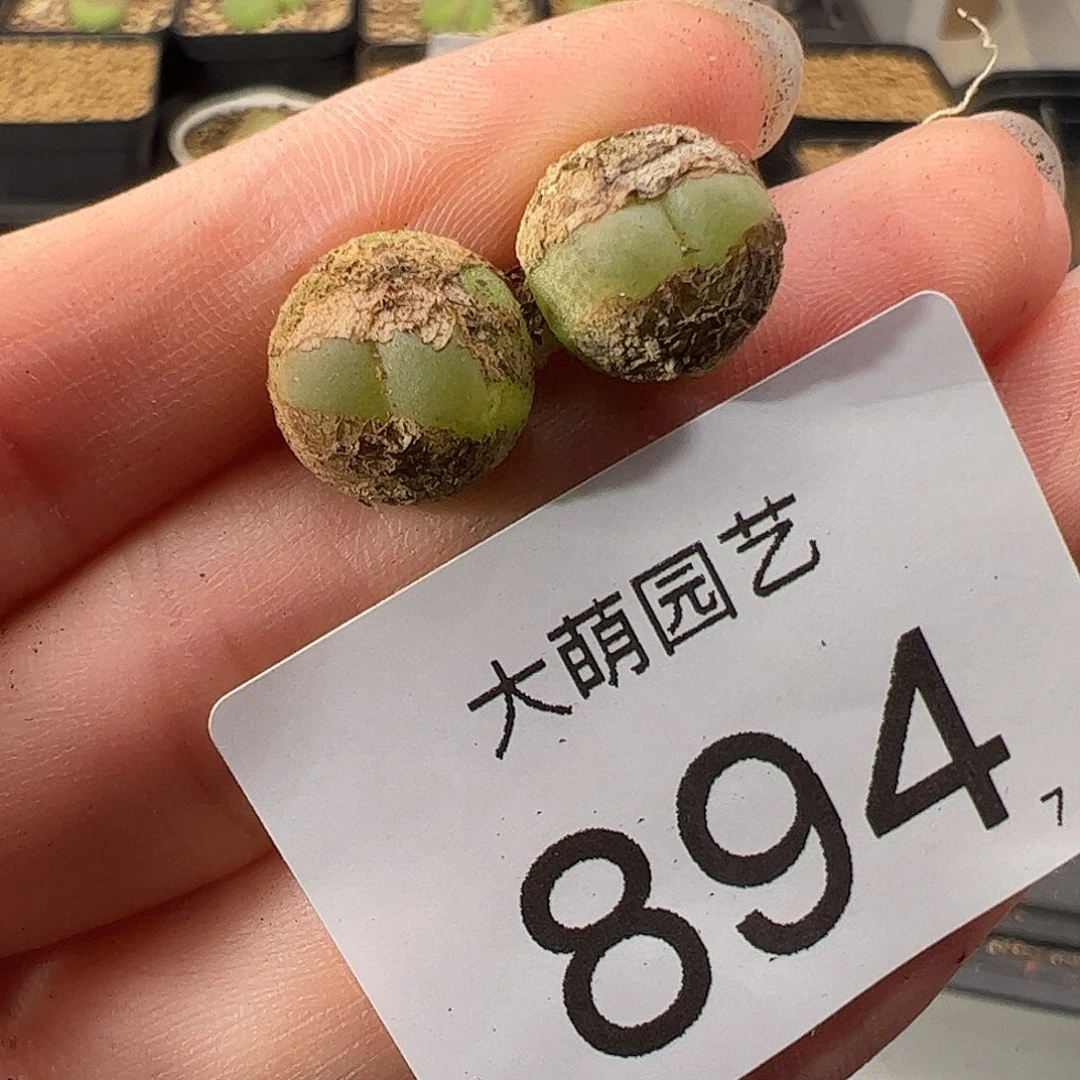 0000894 一物一拍。