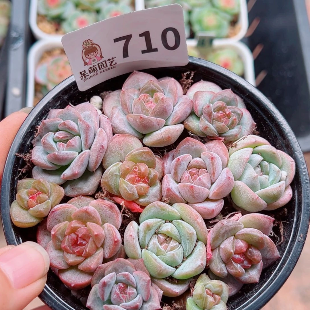 多肉植物多肉植物