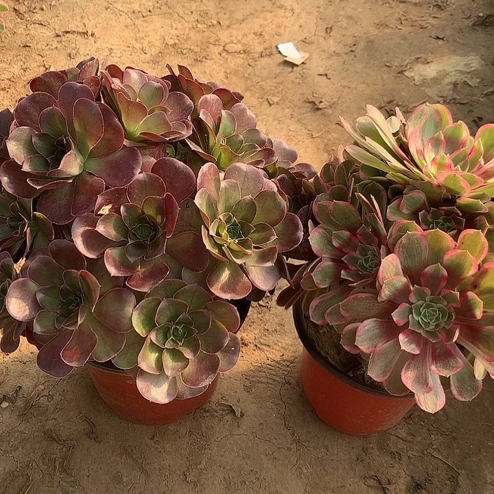 组合多肉植物3多肉