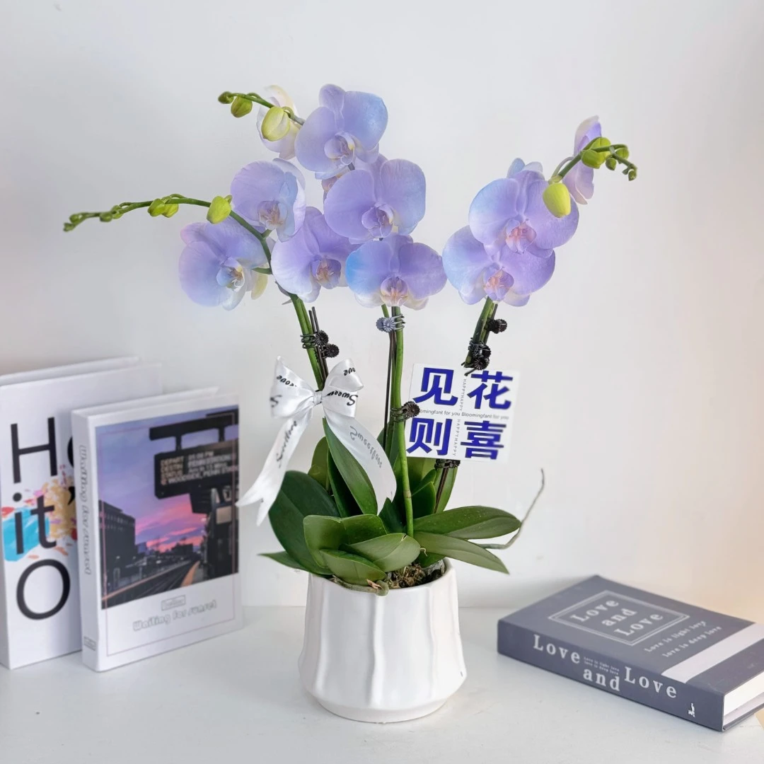 【极光】喷色蝴蝶兰鲜花精致组盆 开花株 室内绿植 养兰基地直发
