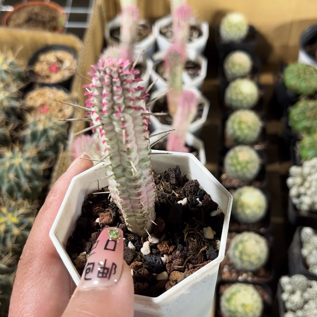 白桦麒麟单头发货