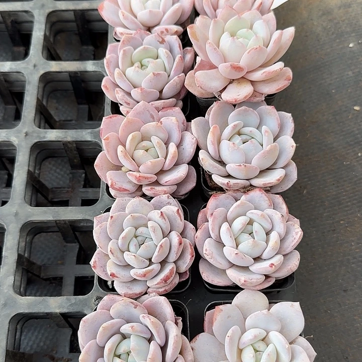 27-5左六奶盖十棵量拍发货