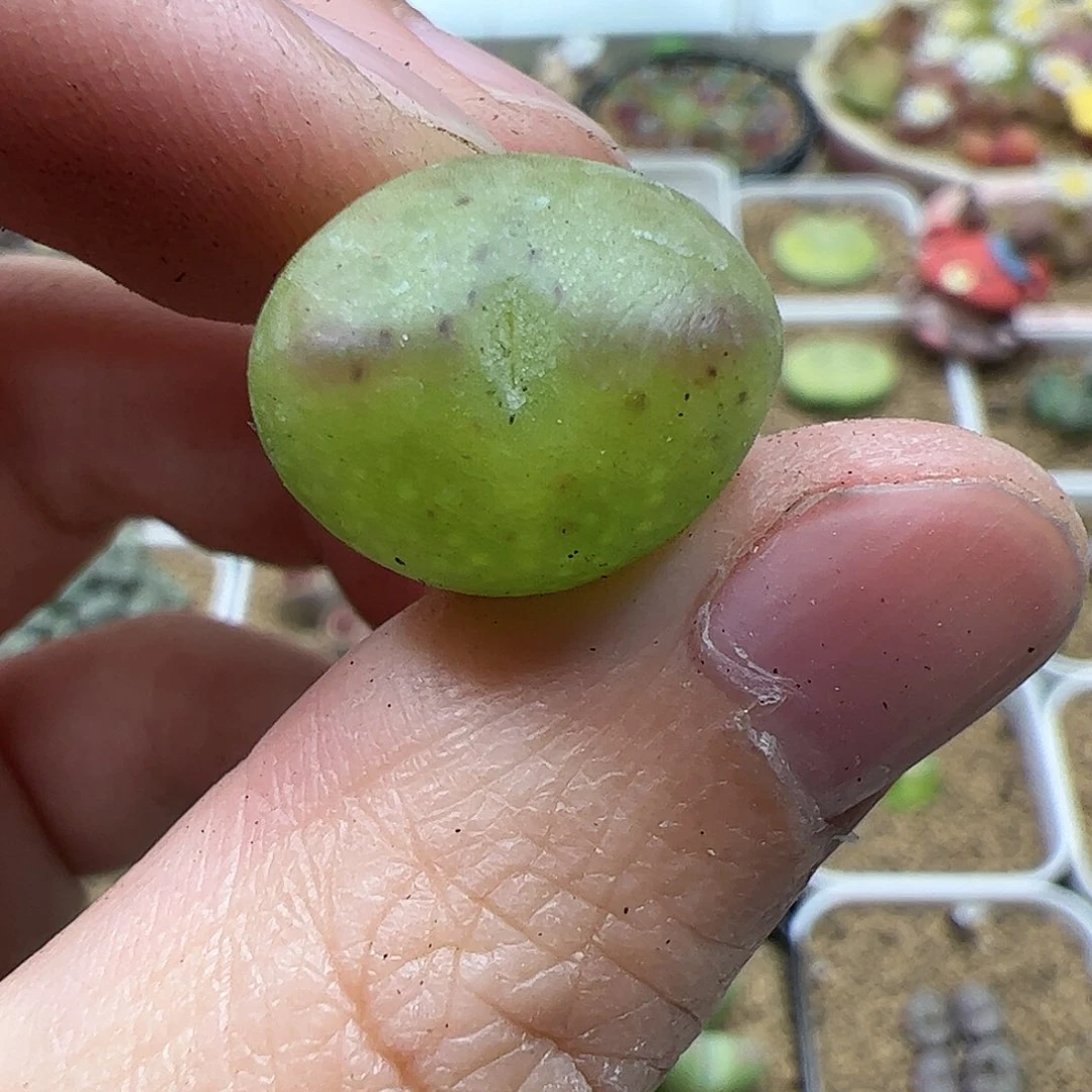 【闪购商品】241 双11福利