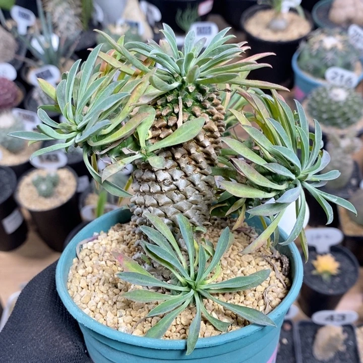 老***串专拍40号铁甲麒麟