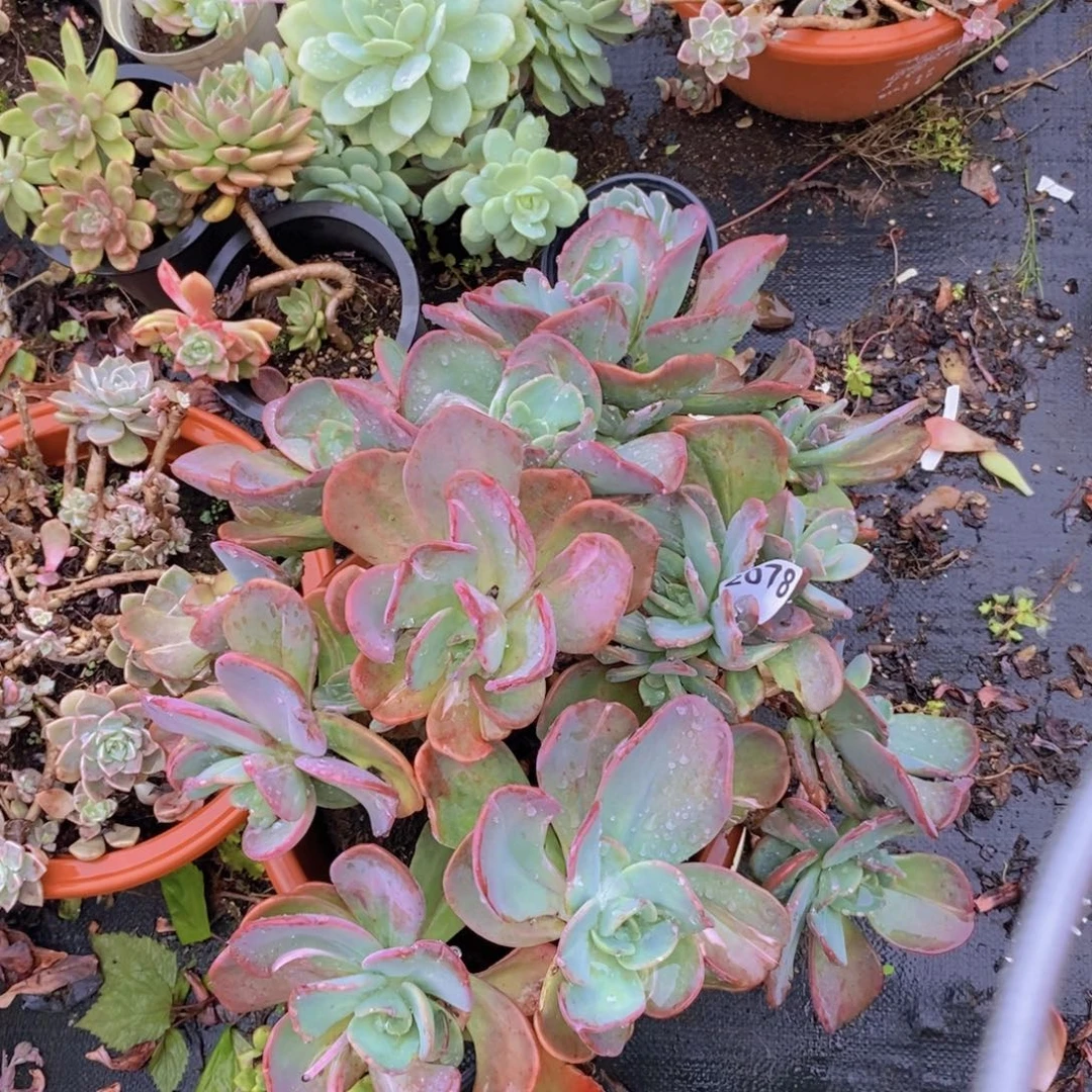 2078疯狂锦一物一拍