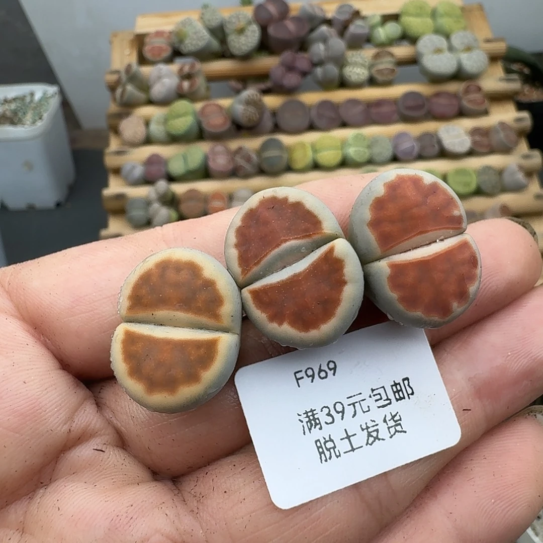 969多肉哈哈哈哈哈哈哈