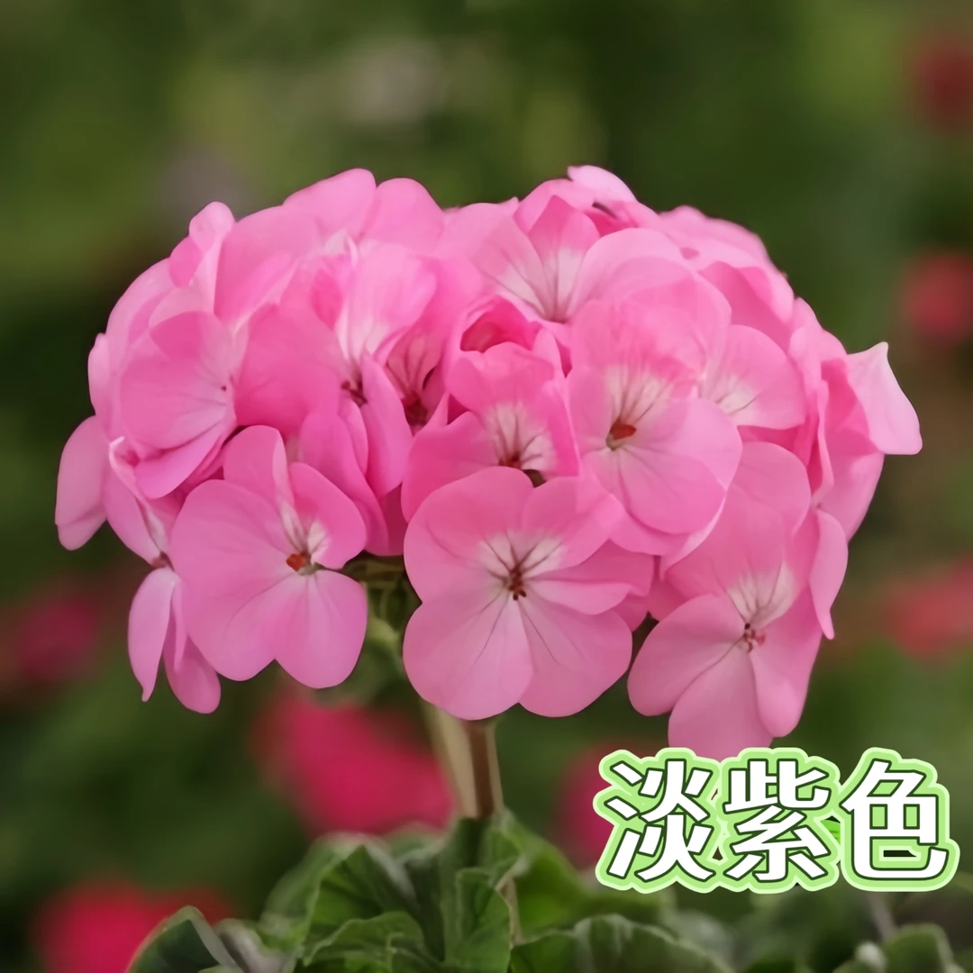 天竺葵多季开花好养阳台绿植庭院盆栽植物易爆花驱蚊品种